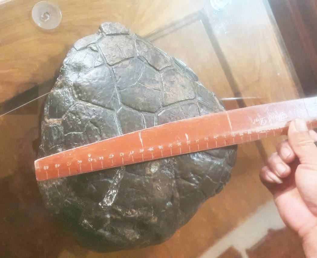 A strange, unusually heavy rock was picked up by people in the stream bed of My Ly commune, Ky Son district, Nghe An. Photo: Quang Dai