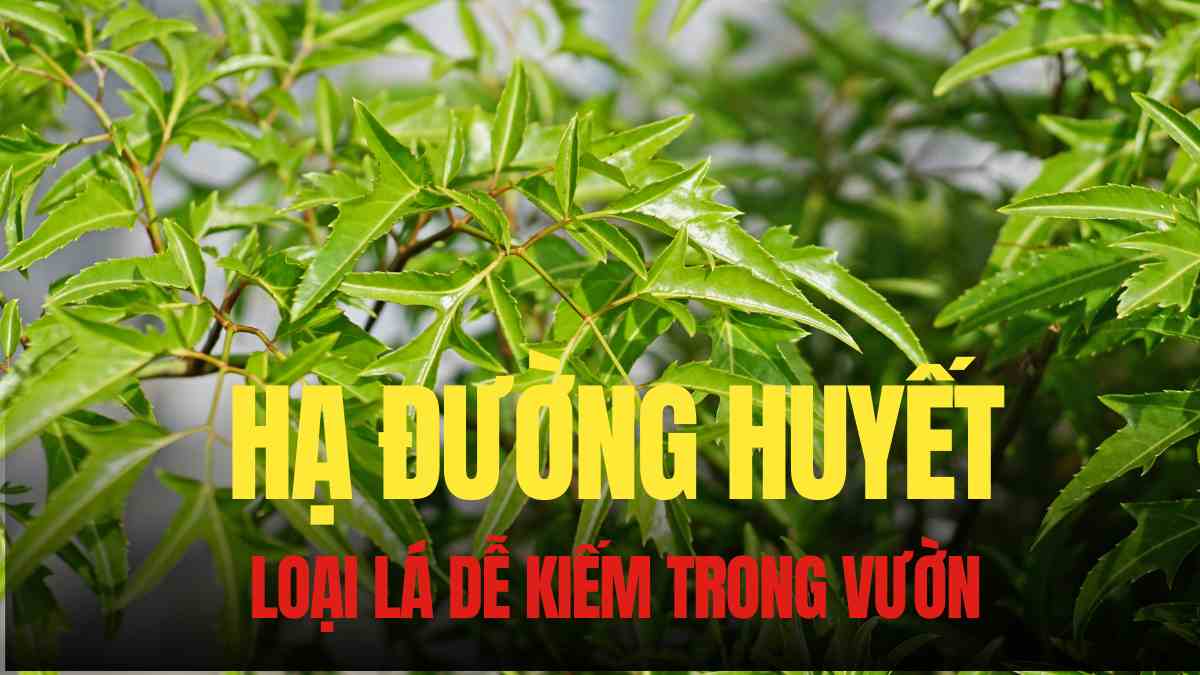 Lentil leaves help lower blood sugar effectively. Graphics: Tra My