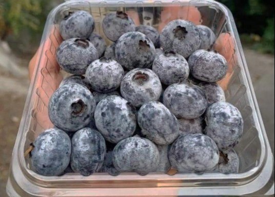 Blueberries are one of the nutritious foods that should be eaten regularly. Photo: Ha May