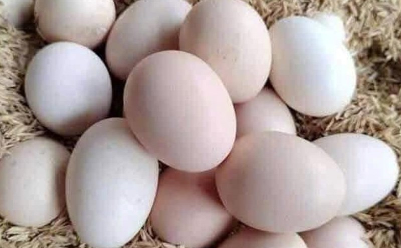 Mothers should find the best way to eat eggs for their children. Photo: Kieu Vu