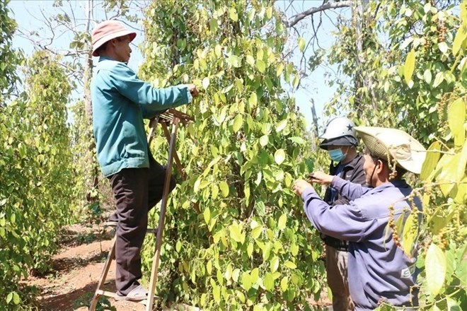 Giá tiêu hôm nay 27.4: Dự báo xu hướng rớt giá