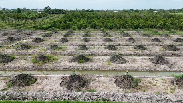 New durian is grown in the Mekong Delta. Photo: PV Group