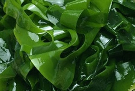Seaweed has the effect of helping to lower blood sugar but you need to know how to prepare it properly. Photo: Kieu Vu