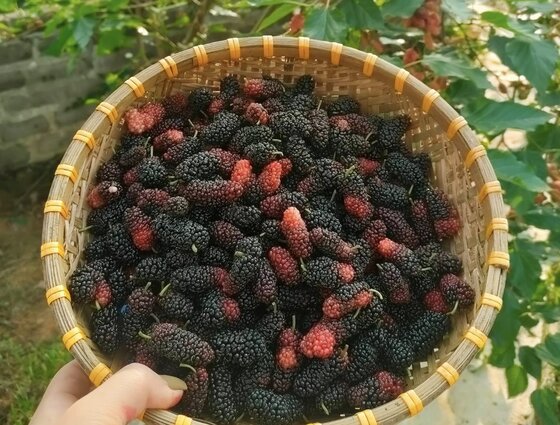 2 refreshing dishes from mulberries. Photo: Thuy Duong