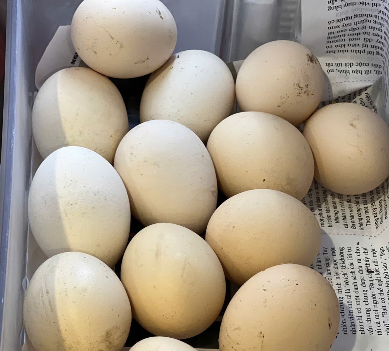 Los huevos de pollo son uno de los alimentos que reducen los sintomas de la sequedad ocular y mejoran la salud de la cornea. Foto: Quang Minh. El hombre que hizo la foto.