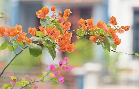 Como cultivar y cuidar las flores de papel. Imagen de la pagina web de la Universidad de Hong Kong
