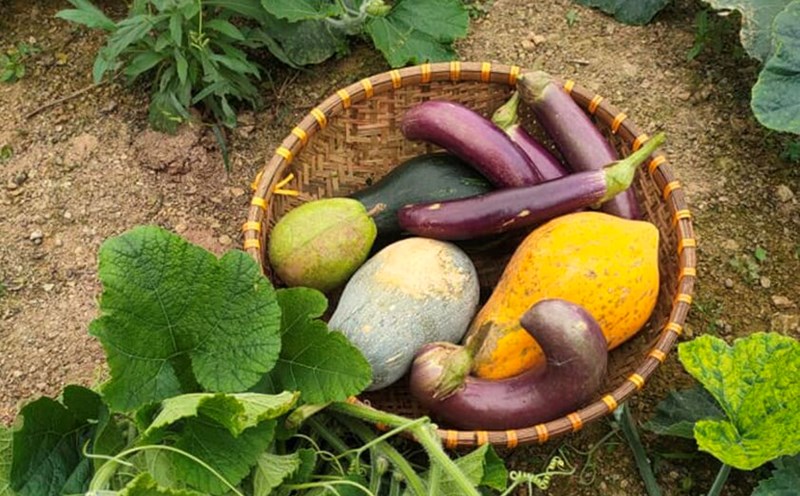 recipes for healthy vegetables for vegetarians. Photo: Thuy Duong