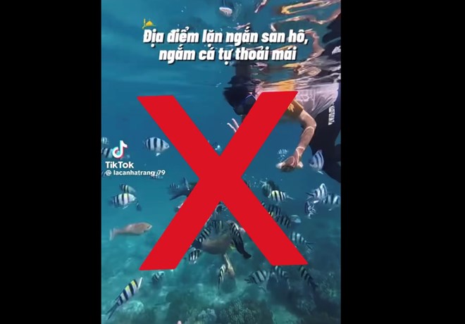 Không dùng mì gói dẫn dụ cá khi lặn trên vịnh Nha Trang