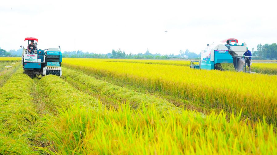 Vietnam tiene una gran oportunidad para remodelar la industria de la exportacion de arroz en una direccion moderna, sostenible, respetuosa con el medio ambiente, responsable con la comunidad y la sociedad. Imagen de la ciudad de Nueva York