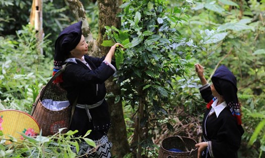 Phụ nữ xóm Sưng thu hái chè Shan Tuyết cổ thụ.