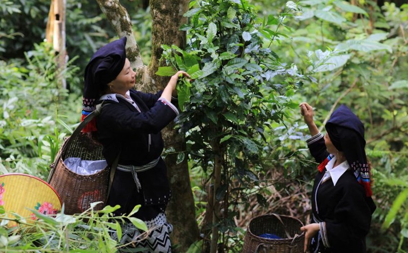 Women in Sung hamlet pick ancient Shan Tuyet sweet soup.
