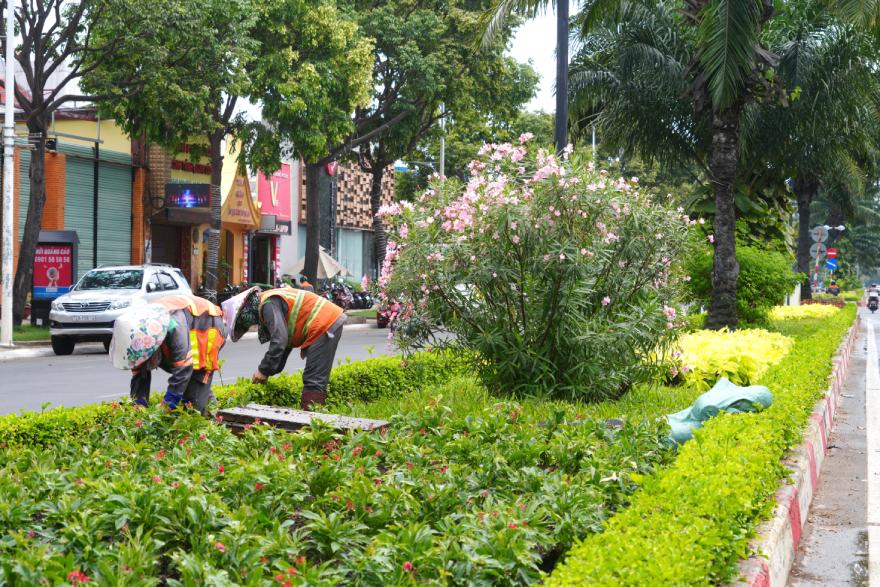 Cong nhan cham soc, giu gin tham cay xanh tren dai phan cach duong Thong Nhat, TP Vung Tau.