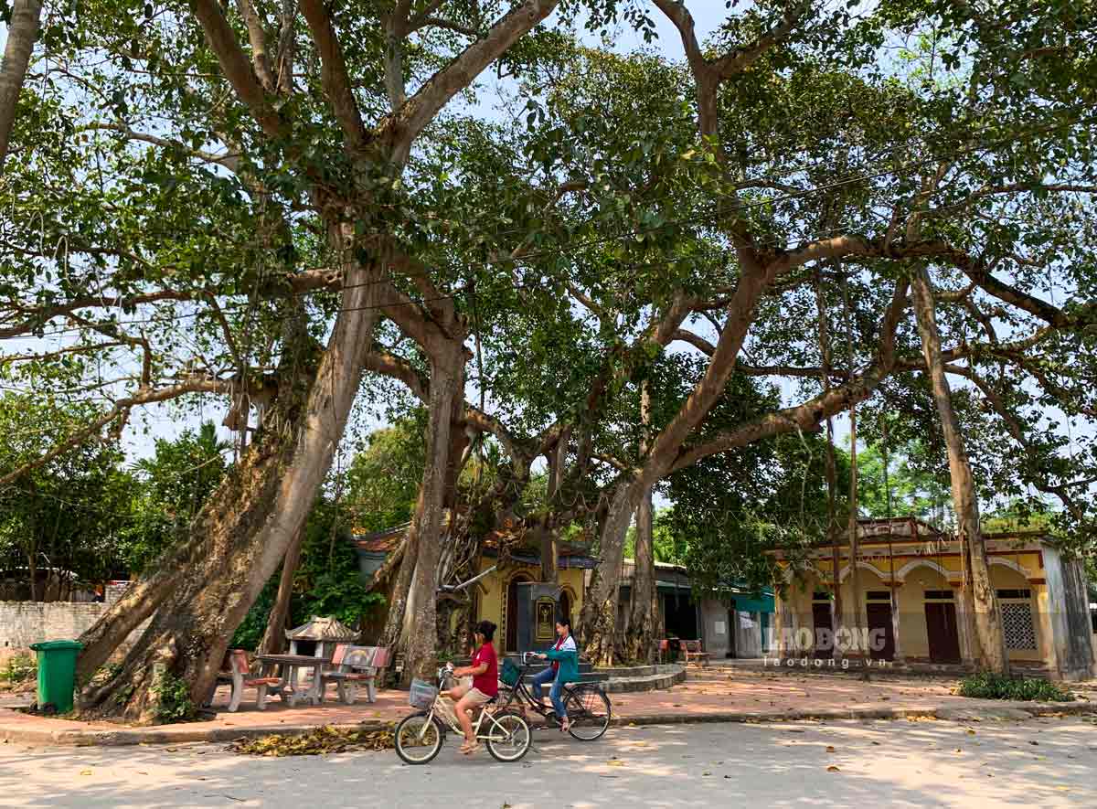 Arboles de patrimonio multiple en la comuna de Dinh Xa (TP Phu Ly, Ha Nam). Imagen de Havi