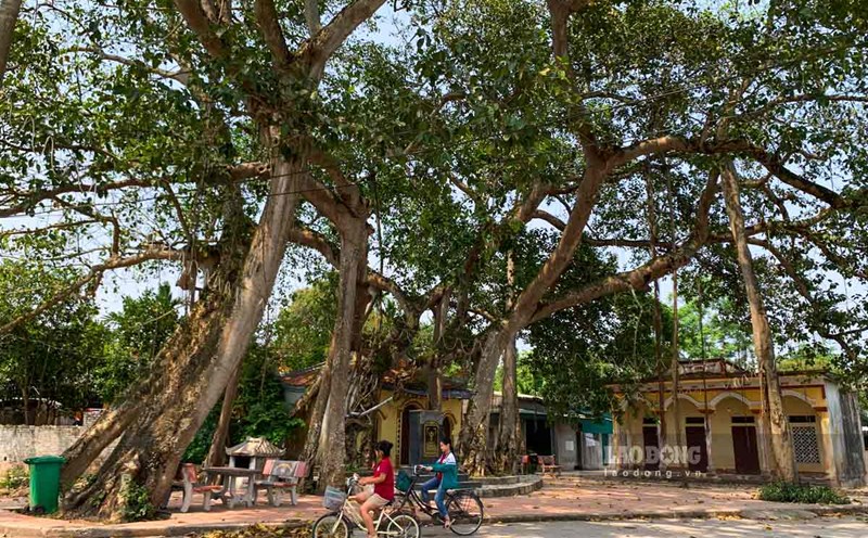 Heritage banyan tree in Dinh Xa commune (Phu Ly city, Ha Nam). Photo: Ha Vi