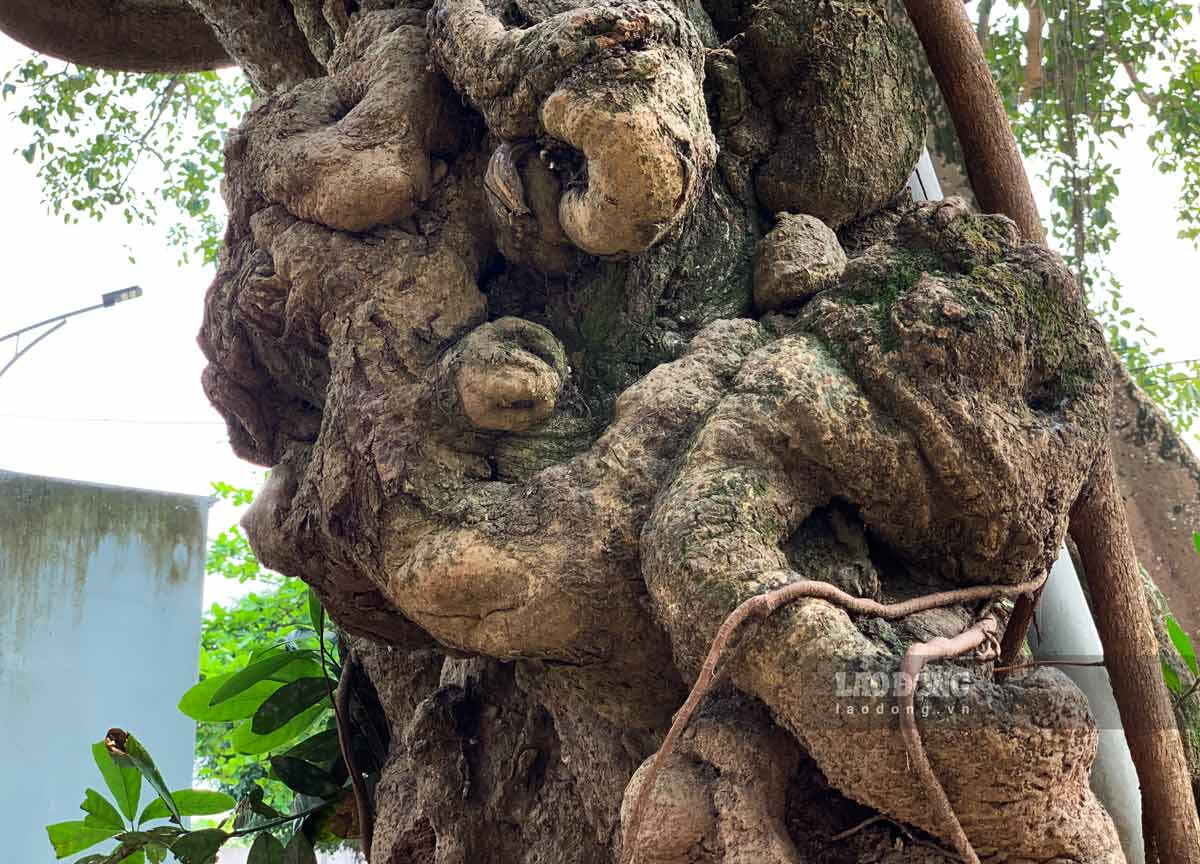 Tu goc den than san sui, noi day u cuc in han dau vet thoi gian qua hon 3 the ki ton tai. Anh: Ha Vi