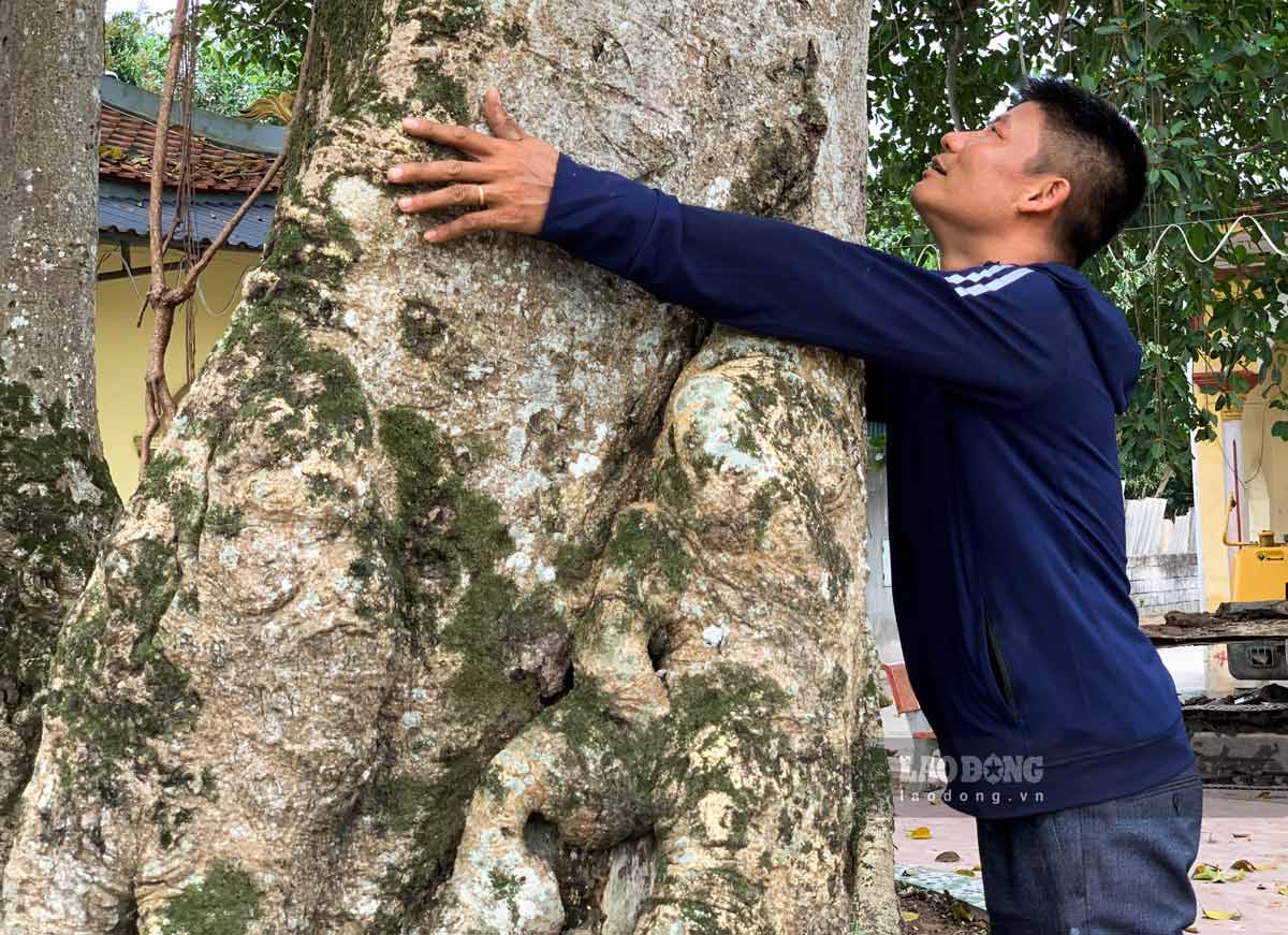 Nhieu goc cay duoc tao ra tu re cam xuong dat, to phai 2 vong tay nguoi lon om moi xue. Anh: Ha Vi