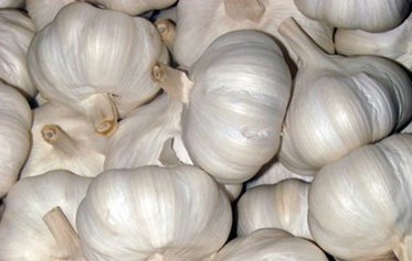Garlic helps control high blood pressure. Photo: Kieu Vu
