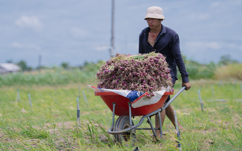 El precio del ajo en la costa de la Costa se ha reducido, los productores de ajo estan en apuros. Imagen de la ciudad de Huanglong