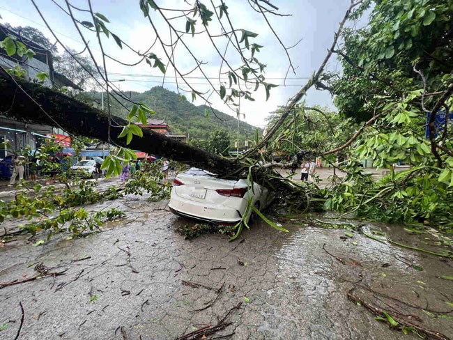 A hundred-year-old banyan tree fell across the road in Hoa Binh City, crushing a car. Photo: Minh Nguyen