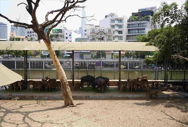 The Zoo will have its financial burden reduced. Photo: Anh Tu