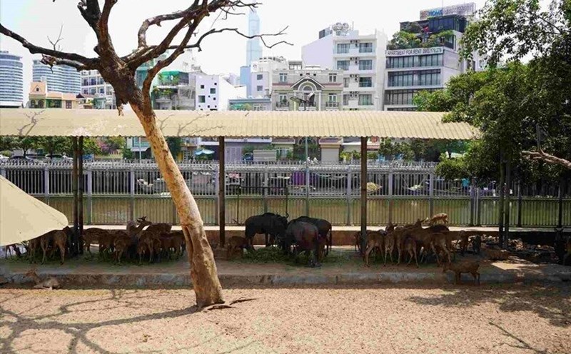 The Zoo will have its financial burden reduced. Photo: Anh Tu