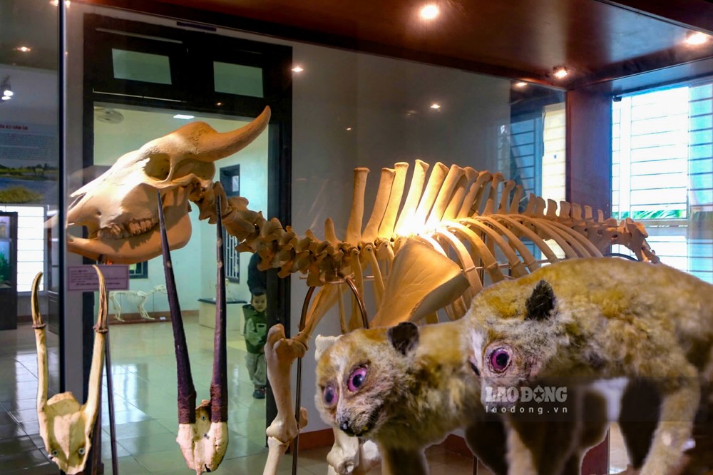 El Museo de la Costa Central en Hue, donde se conservan las muestras de la estrella.