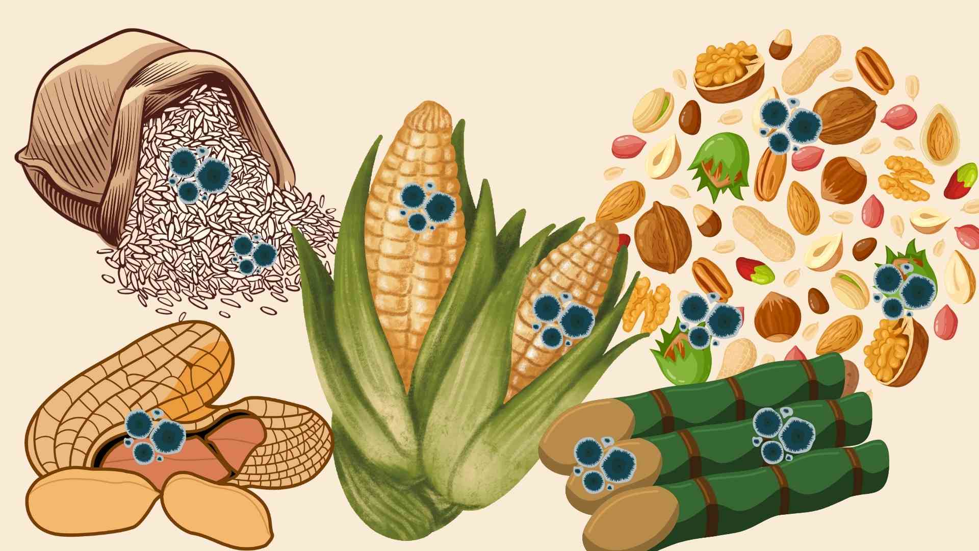 5 types of extremely toxic foods when affected by mold. Graphic photo: Hoang Loc