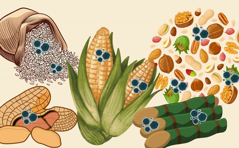 5 types of extremely toxic foods when affected by mold. Graphic photo: Hoang Loc
