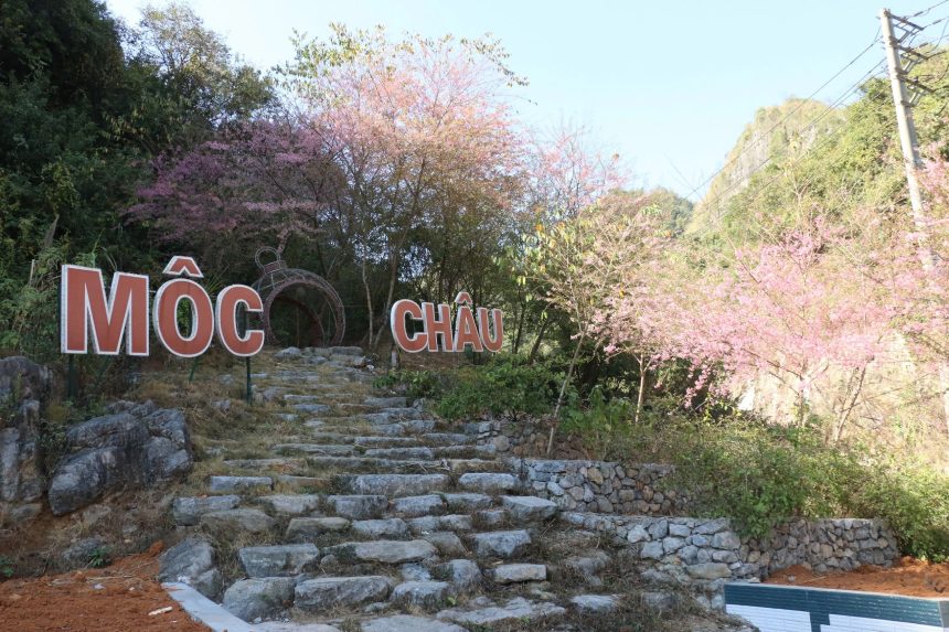 Khi dat troi Moc Chau tro lanh hon vao khoang giua thang 12, mai anh dao thi nhau khoe sac. Anh: Minh Nguyen