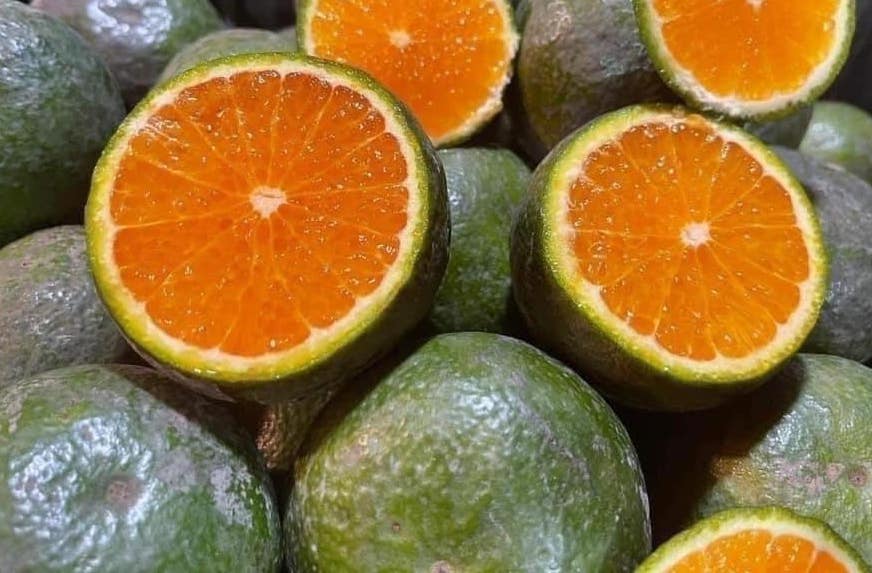 Oranges are eaten properly and at the right time of the day to help detoxify the liver. Photo: Kieu Vu