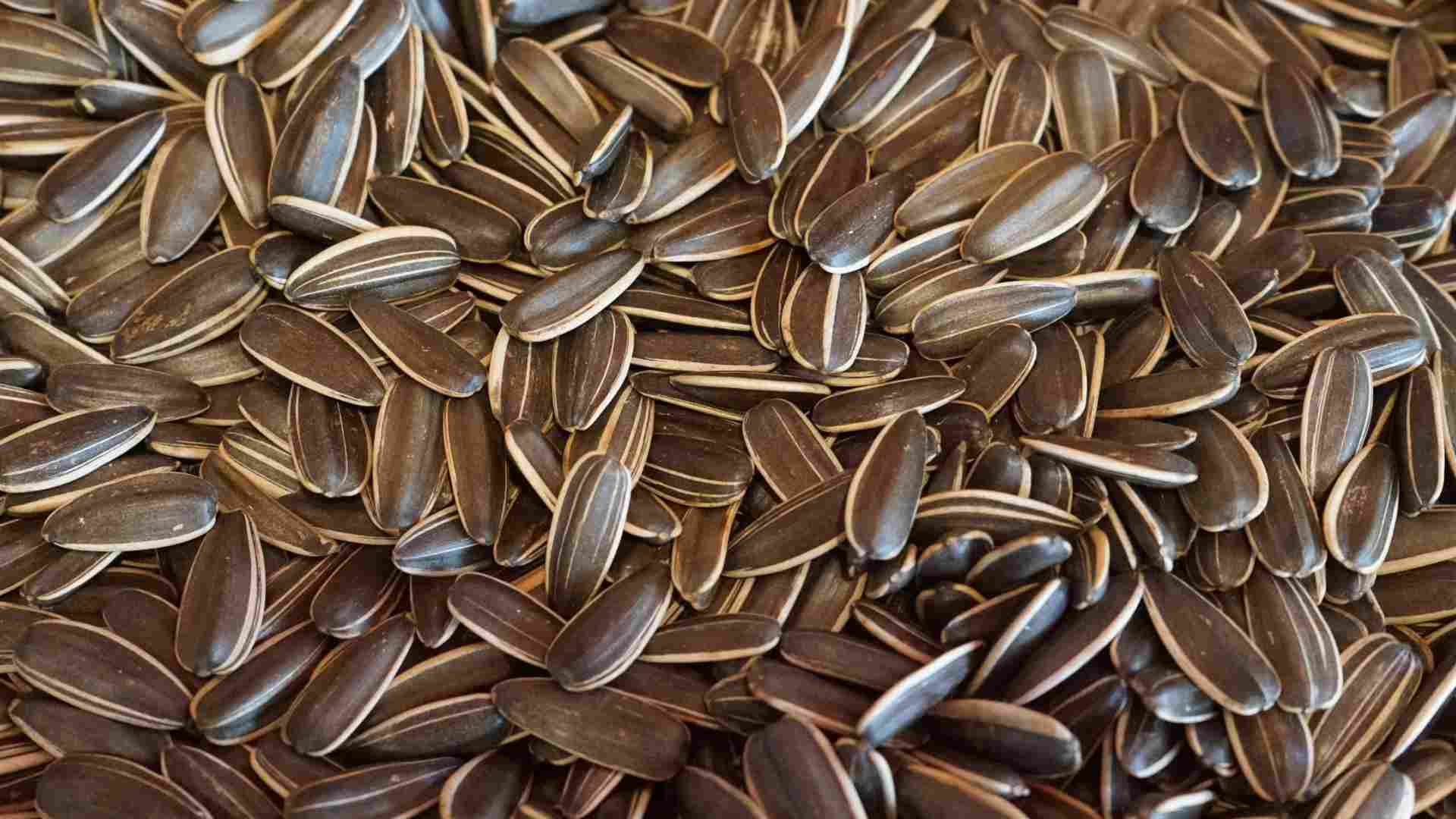 Sunflower seeds help enhance the body's anti-poisoning ability. Photo: Thanh Thanh
