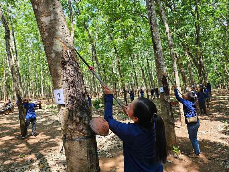 Los trabajadores de goma en Da Nang comenzaran la campaña de afeitado en 2025. Imagen de la pagina web de la Universidad de Hong Kong