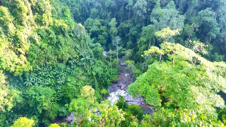 Canh rung nguyen sinh quy gia voi nhieu loai cay co thu.