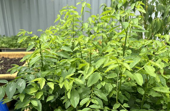 Why should you eat Malabar spinach regularly? Photo: Thuy Duong