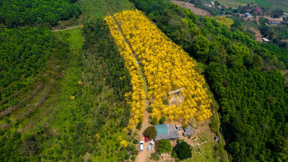 Without having to go far to look for brilliant flower fields, Thach Yen with its pure yellow color is a great choice for tourists who want to enjoy the beauty of Hoa Binh's nature.