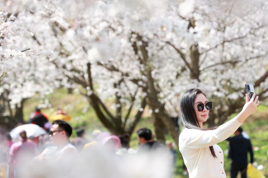 A tourist poses for a photo at a cherry garden in China. Photo: Xinhua