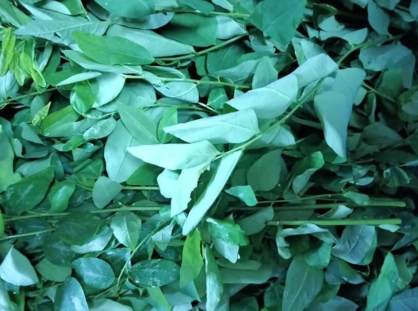 The amount of vitamin C in Malabar spinach is preserved when processed properly. Photo: Kieu Vu