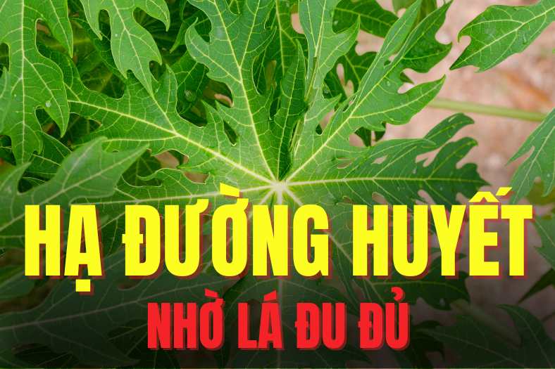 Papaya leaves can effectively help lower blood sugar. Graphics: Tra My