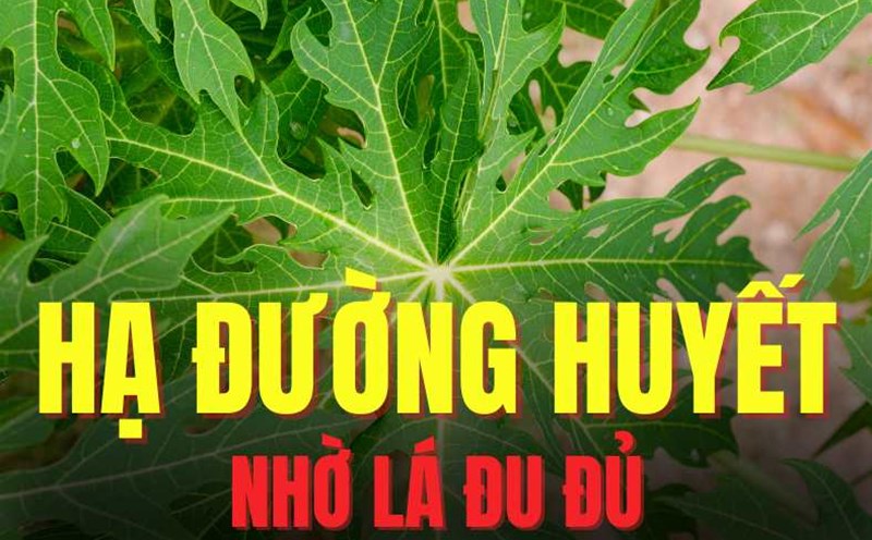 Papaya leaves can effectively help lower blood sugar. Graphics: Tra My