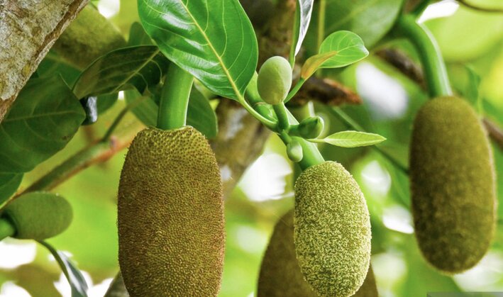 Cách chế biến món ăn với quả mít. Ảnh: Thùy Dương
