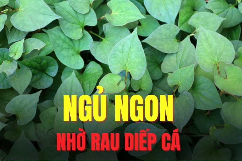 Lettuce is one of the foods that can help purify the body, helping to sleep better. Graphics: Tra My