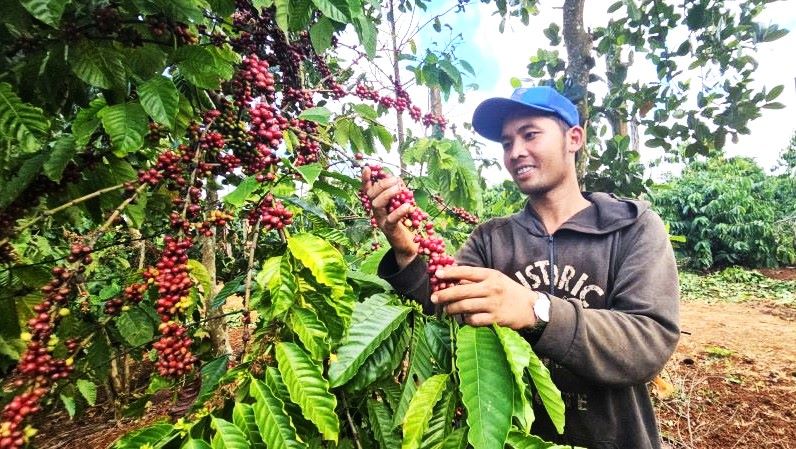 Experts recommend developing the coffee industry in a sustainable way. Photo: Thanh Quynh