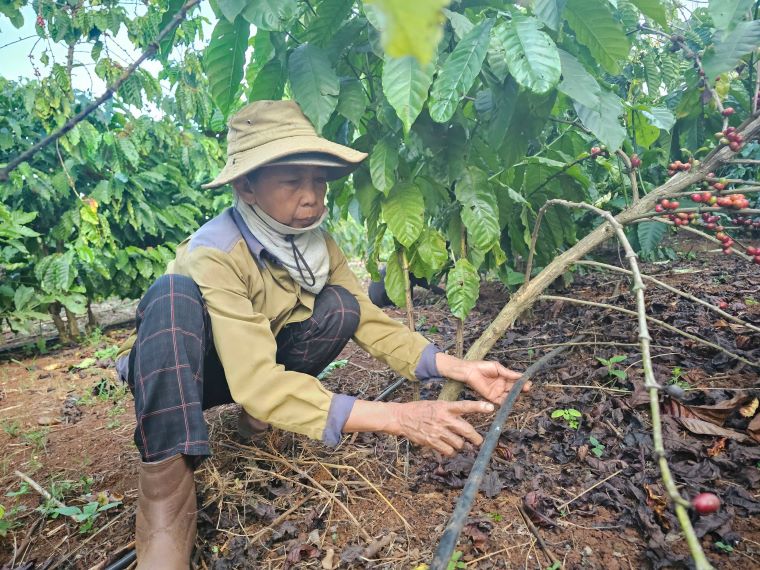 He thong tuoi nho giot giup vuon ca phe duoc tham du nuoc. Anh: Thanh Quynh
