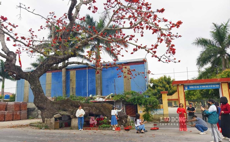 People enjoy taking photos of the go goy rice tree in Thai Thinh commune, Thai Thuy district, Thai Binh province when the flowers bloom. Photo: Trong Cung