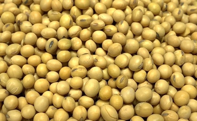 Soy milk is rich in antioxidants and plant proteins that can detoxify the liver. Photo: Kieu Vu.