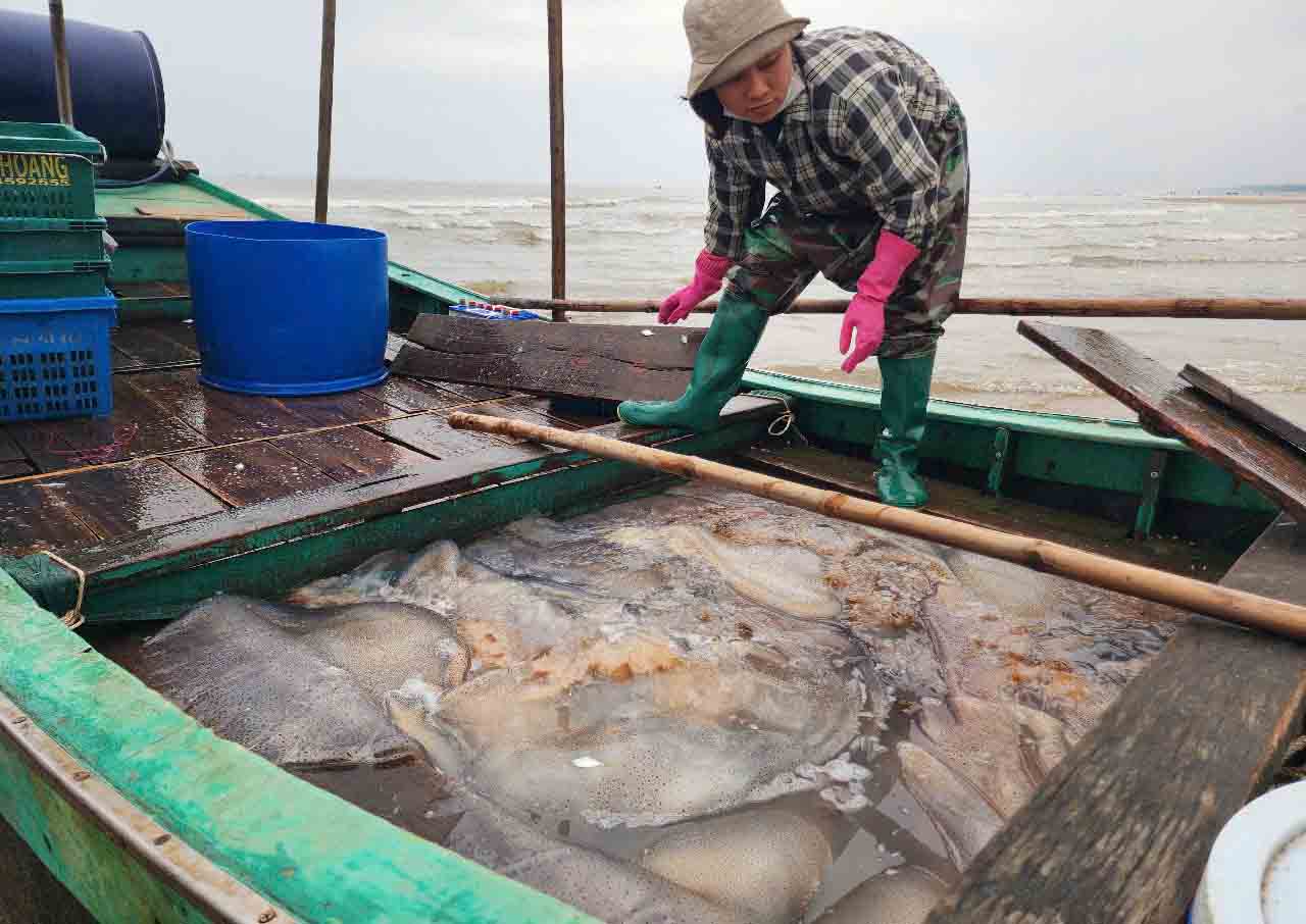 At sea, fishermen in Thach Tri commune were hit by a lot of sea jelly. Photo: Tran Tuan.