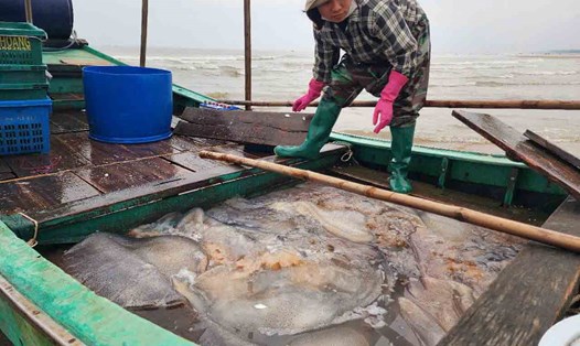 Ra khơi, ngư dân xã Thạch Trị trúng đậm sứa biển. Ảnh: Trần Tuấn.