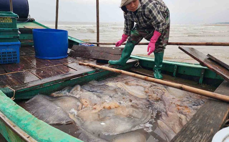 At sea, fishermen in Thach Tri commune were hit by a lot of sea jelly. Photo: Tran Tuan.