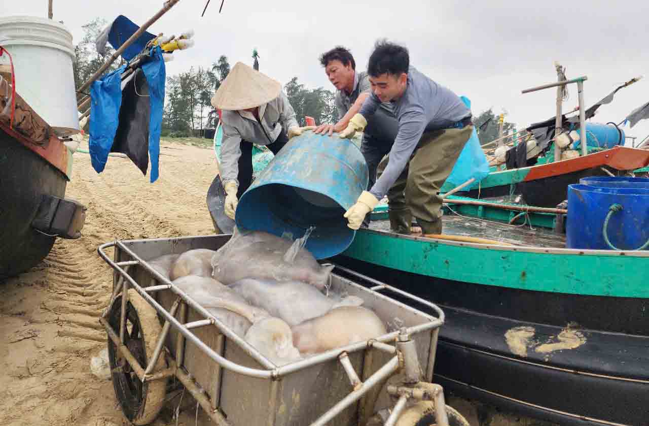 Chuyen sua bien tu tau sang xe keo de ban cho co so thu mua ngay o bai bien. Anh: Tran Tuan.