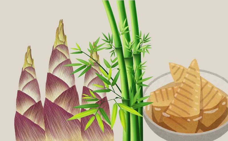 4 groups of people should absolutely not eat bamboo shoots. Graphic photo: Hoang Loc